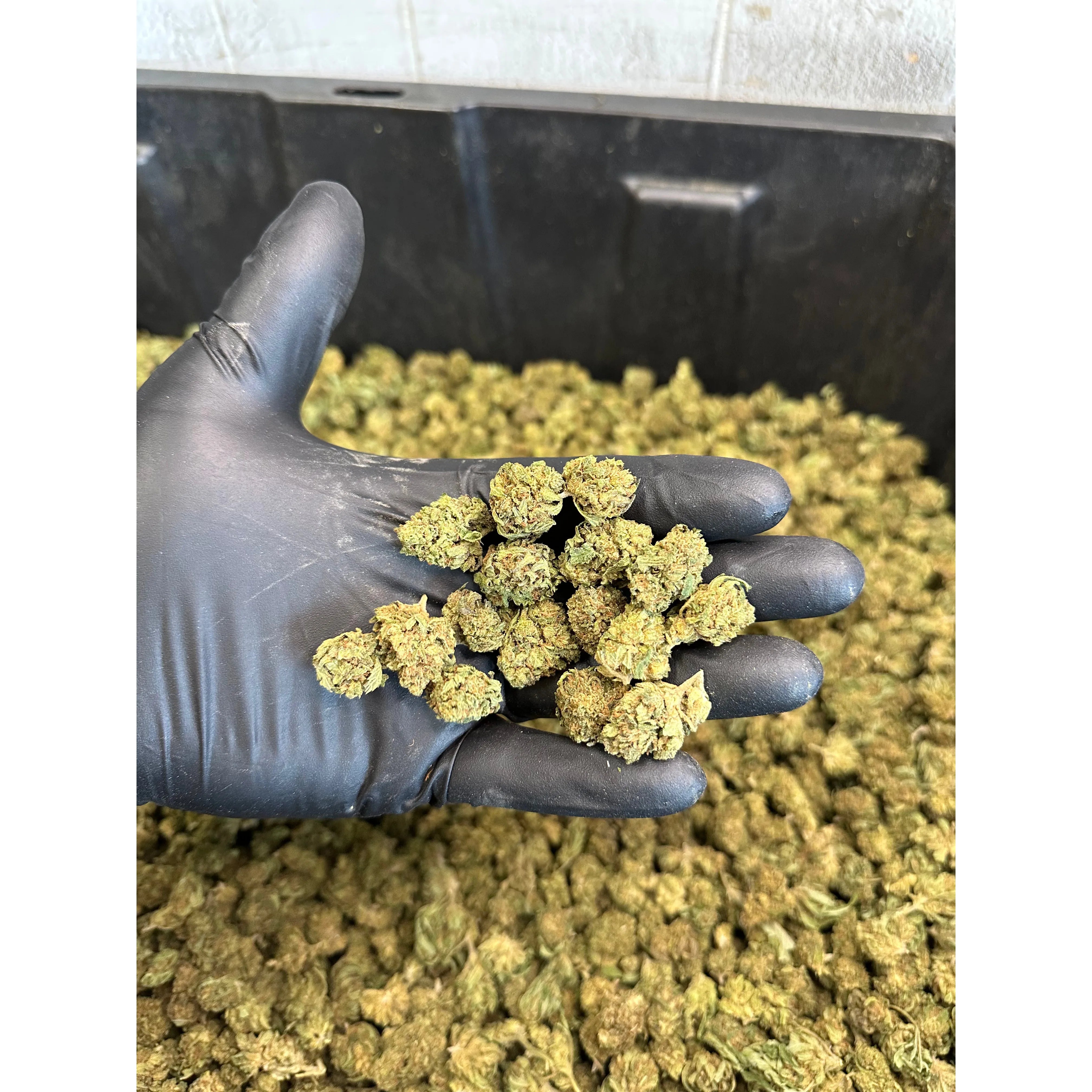 Casino Cookies Smalls Hemp Flower